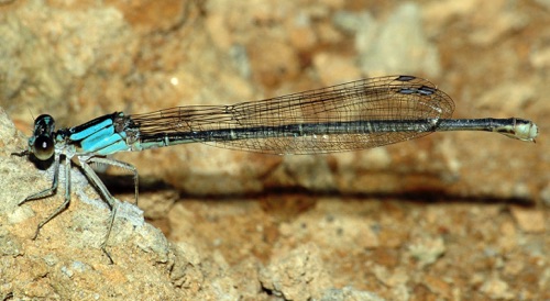 Female
2006_07_20